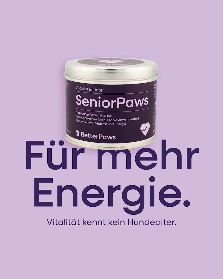 SeniorPaws